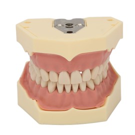 Dental Teaching Model Soft Gum 32 Teeth Dental Demonstration Teeth Model for Laboratory Clinic