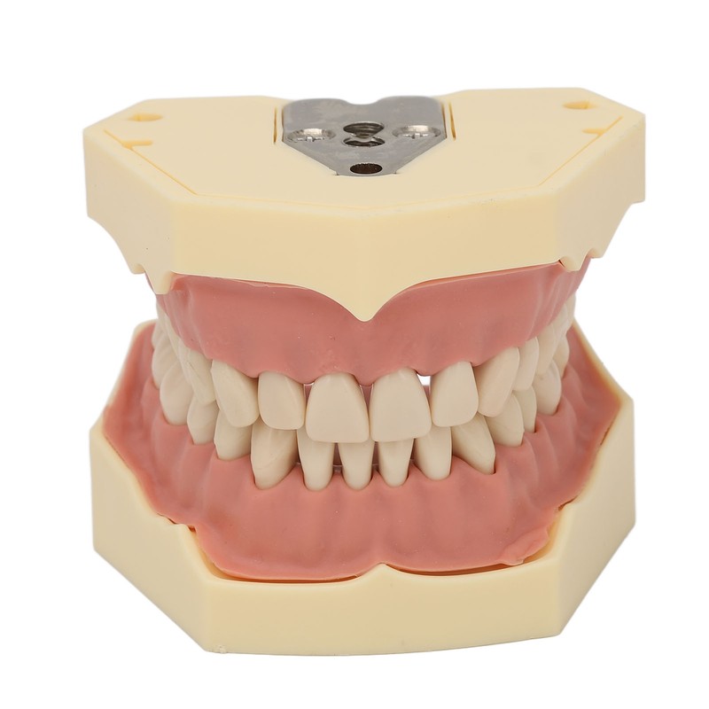 Dental Teaching Model Soft Gum 32 Teeth Dental Demonstration Teeth