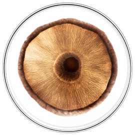 Phyto Phytocyane Anti Fall Treatment in Ampoules - Ideal for Severe Hair Loss - 12 Ampoules of 3.5ml