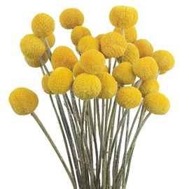 JOJAZE 30 Pcs Natural Dried Flowers Craspedia Billy Balls Flowers Yellow Dried Craspedia Flowers Billy Buttons Floral Bouquet for Flower Arrangements Wedding Home Tall Vase Decor Fall Autumn