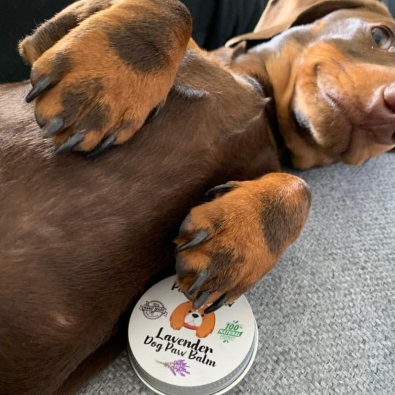 Paw to Paw Dog Paw Butter (30ml) Natural Lick Safe