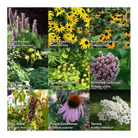 Pollinator Seed Kit, 3,000 Seeds, Perennial Wildflower Seeds, Colourful Flower Garden Seeds, 9 Seed Packets - Smoke Camp Crafts