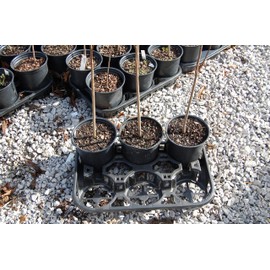 Grower's Solution Greenhouse Carry Tray - 6 Pocket Carrier - Holds Trade Gallons & Shuttle Pots - 50 Trays