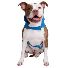 Disfraz de perro de Sésamo Street Super Grover para perros de tamaño pequeño, mediano, grande o extragrande, perfecto para Halloween, fiestas, fotografías, regalos para amantes de los perros (L)