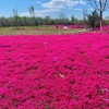 Wivolibe Red Creeping Thyme Seeds for Planting 20000+ Non-GMO Perennial