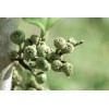 Pure Herbs: Figs - 1 oz.