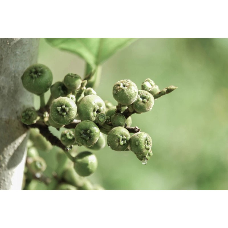 Pure Herbs: Figs - 1 oz.