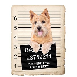 Norwich Terrier Dog in Pocket Car Bumper Magnet, Magnetic for Refrigerator, Decorative Fridge Magnet, Office, Whiteboard, Kitchen, Locker Waterproof Decor, Family & Friends, 4x7 in