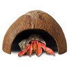 FAVOZIO Half Coconut Shell Hut Polished