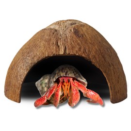 FAVOZIO Half Coconut Shell Hut Polished