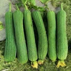 Nygardenia 30pcs Luffa Chubby Pier Gourd Seeds - Non-GMO, Loofah Sponge Gourd Seeds