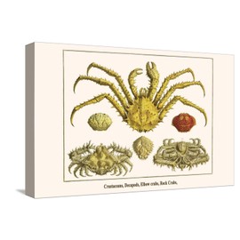 ART.COM Stretched Canvas Print Crustaceans, Decapods, Elbow Crabs, Rock Crabs, by Albertus Seba, 18" x 12"