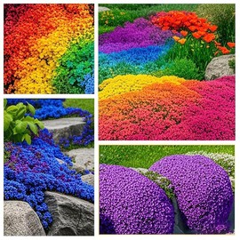 5200+ Mixed Creeping Thyme Seeds for Outdoor Planting - Perennial Ground Cover Flowers, Thymus serpyllum, Fast-Growing & Drought-Tolerant, Ideal for Large Gardens & Container