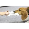 Animal Doggy man pulled one Corps captain