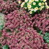 Outsidepride Alyssum Rosie O'Day - 5000 Seeds