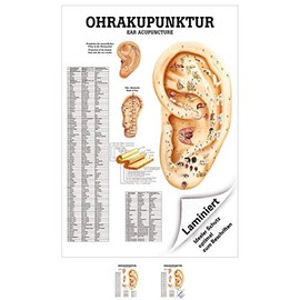 Ear Acupuncture Mini poster Anatomy 34x24 cm Medical Teaching Medium