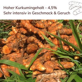 1 kg Bio Kurkumapulver aus Madagaskar von PerSaf I Gratis dazu: 1 Vanilleschote & 0,5g Safran I Besonders hoher Kurkumingehalt I DE-ÖKO-006 Kontrolliert biologischer Anbau & fairer Handel