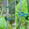 PERSZEN 60PCS Plant Clips 2 Sizes Adjusting Reusable Garden Plant