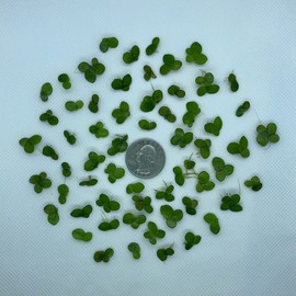 Aquarigram 60+ Giant Duckweed (+Mystery Plant + Invisible Feeding Ring) Live Aquatic Floating Plant for Aquarium (spirodela polyrhiza)