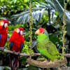 1 Piece Budgie Swing, Bird Toy for Budgies, Natural Perch