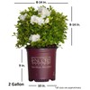 Encore Azalea Autumn Angel (2 Gallon) White Flowering Shrub -