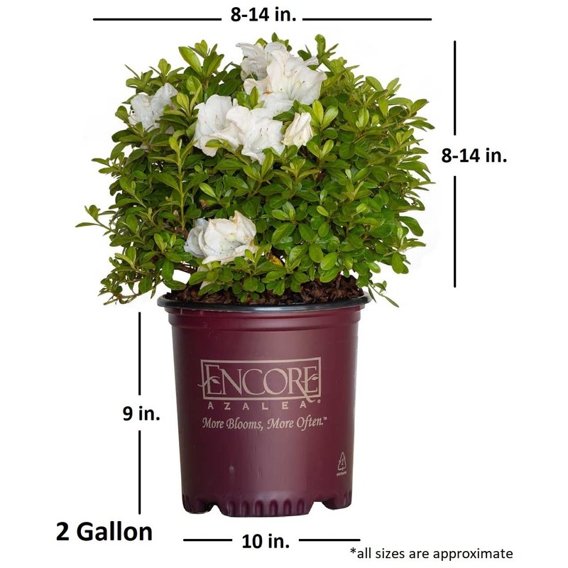 Encore Azalea Autumn Angel (2 Gallon) White Flowering Shrub -