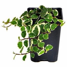Ficus pumila, Variegated, Creeping Fig, 3" (2.6x3.5")