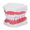 Dental Teaching Teeth Model 2X Magnifying Teeth Model Dentist Teaching