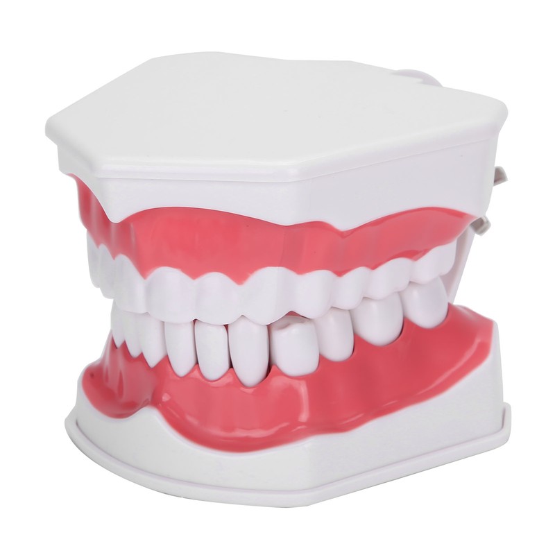 Dental Teaching Teeth Model 2X Magnifying Teeth Model Dentist Teaching
