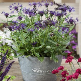 Outsidepride Cornflower Montana - 500 Seeds