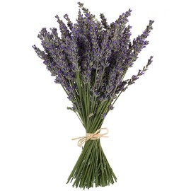 TooGet Natural Lavender Bundles, 200 Freshly Harvested Dried Stems Lavender Bunches 40-45cm Length, Decorative Flowers Bouquet for Home Decoration, Crafts, Gifts, Weddings or Other Occasions