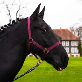 Halter for Horses with Knit, Lead Rope Horse with Halter, Halter Shetty, Pony, Thoroughbred, Full, X-Full with Knit (Bordeaux, Pony)