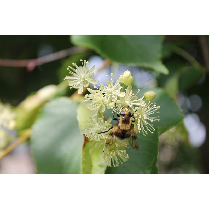 Linden Organic Sauna Whisk Venik