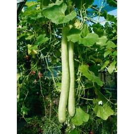 RAISE ME UP: Seeds Long Gourd Calabash Lagenaria Non GMO Heirloom