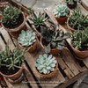 PASIORA - 5 different small tillandsia in a set, air