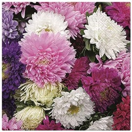 Neu Premium Collection by Jean Pack of 20 Napkins Summer Flowers Dahlia Mix Flowers, Multicoloured, 33 cm x 33 cm