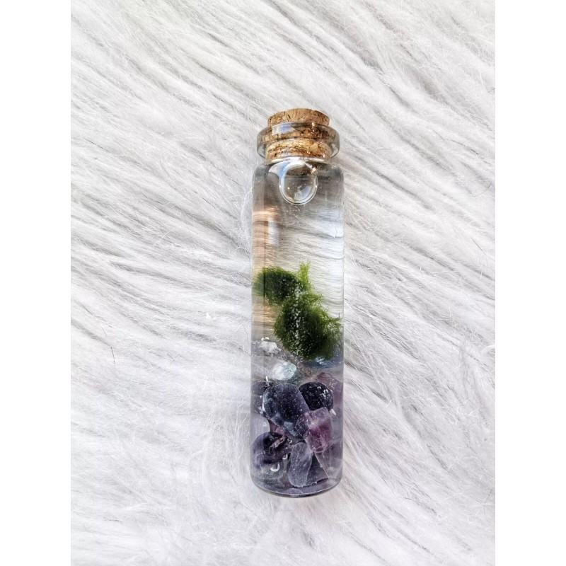 Marimo Moss Balls In Glass Jar - Live - Plant