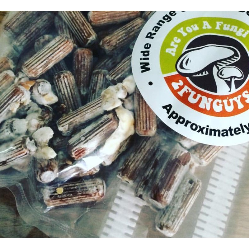 Oyster Mushroom Mycelium Plug Spawn - 100 Count - Grow