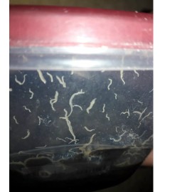 The Fish Food Dude 2 oz Grindal worm starter culture LIVE fish food for betta fry killifish & more