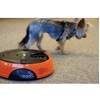 Qpets Programmable Automatic Pet Feeder, for Dog, Cat & Small