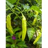 30 Semillas Chile Cayenne Pimienta Roja Nuevas Autenticas