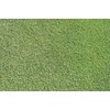 1/4 Pound Seed: Creeping Bent Grass Lawn Seed - Used