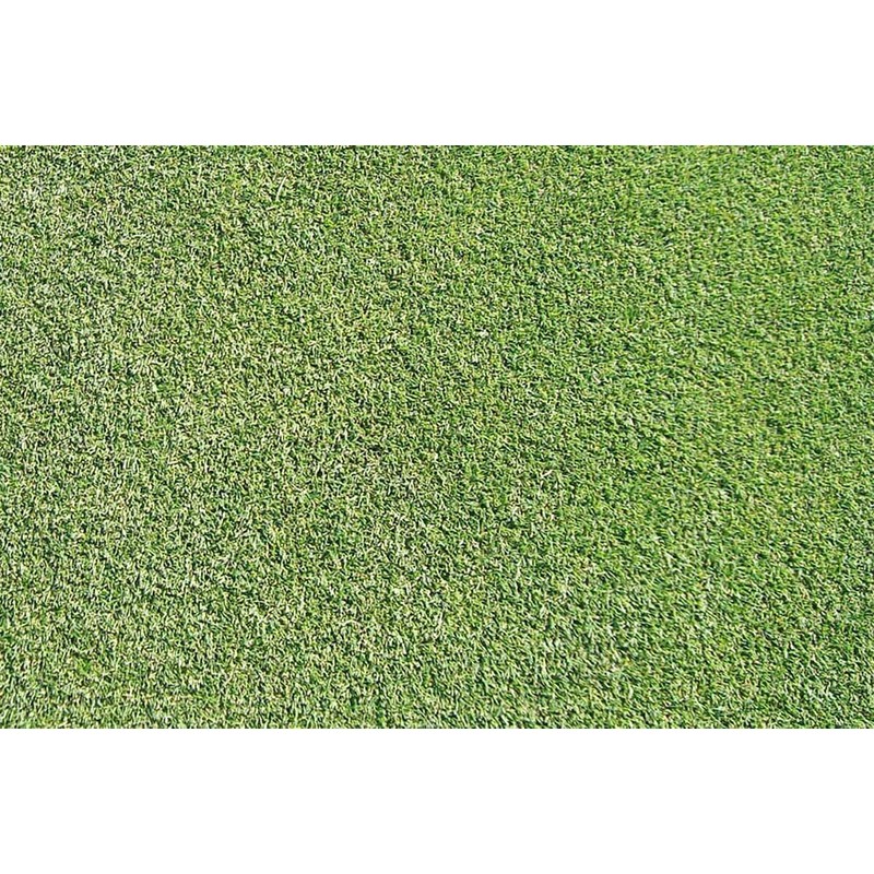 1/4 Pound Seed: Creeping Bent Grass Lawn Seed - Used