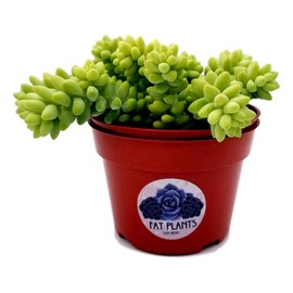 Living Succulent 4" Donkey Tails, Fully Rooted Succulents Plants Live, Succulent Plants Trailing Hanging, Sedum Burrito House Plant for Home Office Decoration, DIY Projects, Party Favor Gift