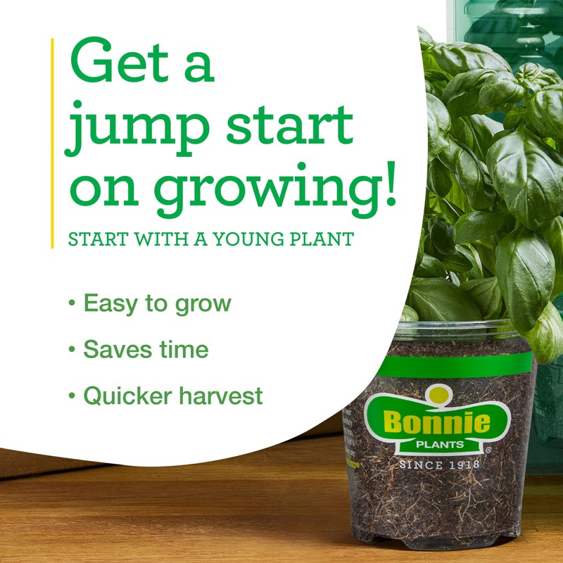 Bonnie Plants Thai Basil, Live Plant, 19.3 oz., 4-Pack
