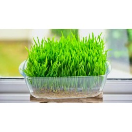 Mai's Family [ WHOLESALE ] Wheat Grass Seed- Guaranteed to Grow, Pets Friendly (USDA Organic) - 250 Seeds