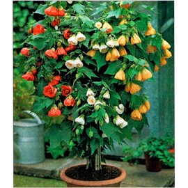 KIRA SEEDS - Seeds Flowering Maple Mix Abutilon Grow Indoor for Planting GMO Free (50 Seeds in Pack)