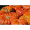 CZ Grain 20 Cinderella Pumpkin Seeds for Planting