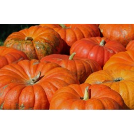 CZ Grain 20 Cinderella Pumpkin Seeds for Planting