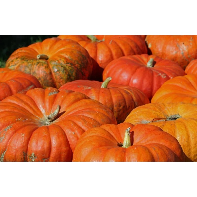 CZ Grain 20 Cinderella Pumpkin Seeds for Planting